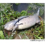 奇妙な&ldquo;足の生えた魚&rdquo;が話題、シルバーの体に小さな足がちょろり。