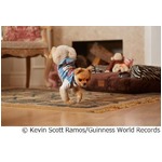 キュートな&ldquo;最速2足歩行犬&rdquo;、「ギネス世界記録2015」にも収録の人気犬。