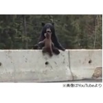 高速道路に微笑ましいクマ親子、侵入した子グマを母グマがひょい。