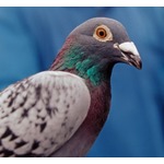 首相への脅迫容疑で&ldquo;鳩&rdquo;を逮捕