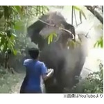 &ldquo;ゾウが自分に突進&rdquo;どうする、ジャングルで危機一髪の体験をした男性。