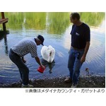 &ldquo;短気な白鳥&rdquo;と湖で共生14年、人間にときどき見せる愛らしい一面も。
