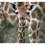 キリンに&ldquo;数学の知能&rdquo;があった