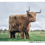 &ldquo;ブロック&rdquo;のようになった動物たち