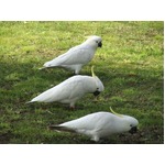 人間の言葉を話す野鳥が急増？ オーストラリア都市部での報告に懸念も。