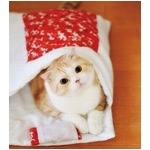 冬は「猫のお布団」でぬくぬく、猫が入るのにちょうどよいサイズ。