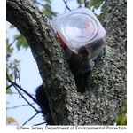 子グマの頭が容器から抜けず、中のクッキー食べようとして一大事に。