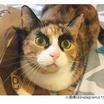 あまりに&ldquo;まゆ毛&rdquo;が凜々しいにゃんこ