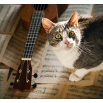 ペットにはそれぞれ&ldquo;音楽の好み&rdquo;、特定ジャンルで興奮