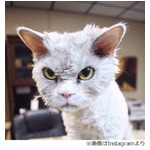 常に&ldquo;しかめっ面&rdquo;のにゃんこ、かわいい怒り顔に世界中がキュンキュン。