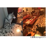 部屋中墨まみれにしたわんこ、家族との&ldquo;約束&rdquo;は守りお咎めなしに。