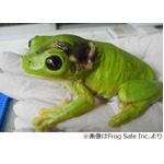 轢いたカエルを飛行機で搬送、約800キロ離れた専門の動物病院へ。