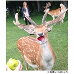 愛らしい&ldquo;笑うシカ&rdquo;に大反響、リンゴの美味しさに顔ほころんだ？