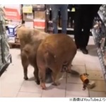 3匹の子ブタ、あまりの寒さにスーパーで&ldquo;酒盛り&rdquo;