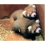 レッサーパンダのお食い初め、「丈夫に育って欲しい」の願い込め実施。