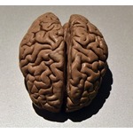 パンデミックで&ldquo;10代の脳&rdquo;が急速に成長