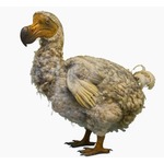 絶滅した&ldquo;飛ばない鳥&rdquo;ドードーの復活プロジェクトが前進