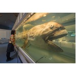 メガマウスザメの生態解明前進、胸鰭に見られる多数の特殊な構造発見。