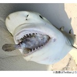 フグの&ldquo;最後の抵抗&rdquo;、食いついたサメ窒息死