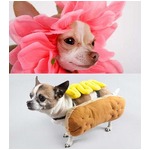 チワワ中心に犬700匹が仮装へ、&ldquo;犬仮装パレード&rdquo;のギネス記録挑戦。