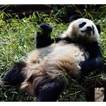 地球上でもっとも&ldquo;ロマンチック&rdquo;な生き物