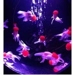 ナイトアクアリウムで大人の涼、「江戸・金魚の涼」テーマに開催中。