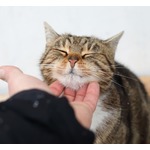 年収約300万円&ldquo;猫を撫でるプロ&rdquo;の求人が話題