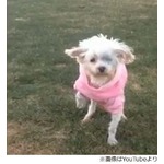 「檻に12年」の犬が芝生初体験、米保護団体が&ldquo;繁殖犬の現実&rdquo;紹介。