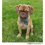 &ldquo;仏頂面&rdquo;のわんこが大人気に、不機嫌そうでも性格はとても友好的。