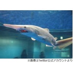 まさかのミツクリザメ11尾展示、大量捕獲で八景島シーパラダイスに搬入。