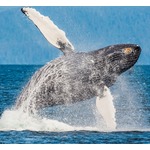 人間とクジラの&ldquo;会話&rdquo;が実現「言語による初のコミュニケーション」