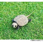 &ldquo;パンダのようなカメ&rdquo;が話題に