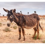 ロバを獣姦した少年たち、次々と狂犬病に