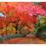 松本人志「紅葉って汚くないですか？」