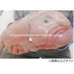 &ldquo;世界一醜い魚&rdquo;のカフェ開店へ、おっさんのような容貌を眺め放題。