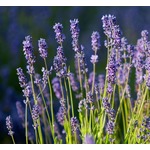 &ldquo;良い香り&rdquo;で脳を健康に、学習や記憶に効果か