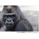 霊長類最強のイケメンがDVD化、ネット騒然＆写真集ヒットの19歳の日々。