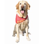 &ldquo;旅犬&rdquo;のだいすけ君とお別れ、テレビ東京の本社に献花台を設置。