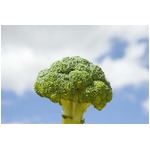 マックがガム味ブロッコリー、「子どもたちが味に混乱」で密かに消える。