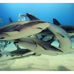 フロリダのサメ、人間が捨てたコカインで&ldquo;ハイ&rdquo;になっている可能性