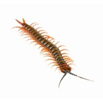 「痔に効く」とムカデ10匹食べて死亡