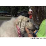 米国で&ldquo;わんこの市長&rdquo;が誕生、人間の候補者に大差付けての圧勝劇。