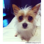 トリ・スペリングが愛犬捜索に懸賞金、&ldquo;家族&rdquo;の失踪にひどく落胆。