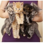 NZが&ldquo;猫は2匹まで&rdquo;法律撤廃、首相「政府が制限することはしません」。