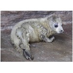 【写真】愛らし赤ちゃんゴマフアザラシ、純白の新生児毛でぬいぐるみのよう。