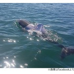 Tシャツ着て泳いでいたイルカを発見