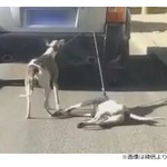 車で犬を引きずり回し大炎上