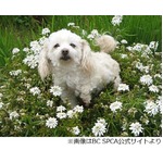 空から落ちてきたトイプードル、大けが負うもさらった鳥が命を救った？