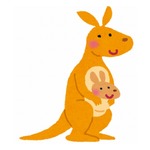 スポーツ選手の治療にカンガルーの&ldquo;腱&rdquo;