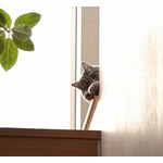 高橋克典の愛猫が階段上から&ldquo;ひょっこり&rdquo;、愛らしい姿に「かわいい！」「天使」